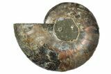Cut & Polished Ammonite Fossil (Half) - Madagascar #345645-1